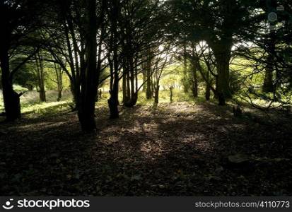 Sunlit woodland, Scotland