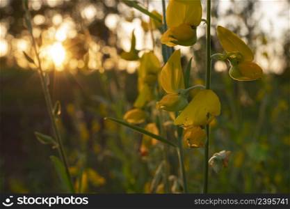 Sunn hemp flower and sunlight at the farming