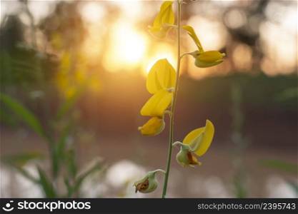 sunn hemp yellow flower and sunset in the field