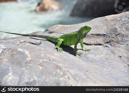 Sunning wild green iguana on a big rock in the warm sunshine of Aruba.