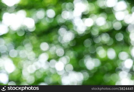 Sunny abstract green nature background, selective focus