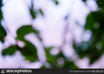 Sunny abstract nature background, bokeh
