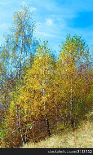 Sunny autumn birches forest on mountainside.