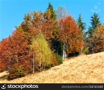 Sunny autumn colorful trees on mountainside (Carpathian, Ukraine)