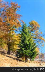 Sunny autumn colorful trees on mountainside(Carpathian, Ukraine)