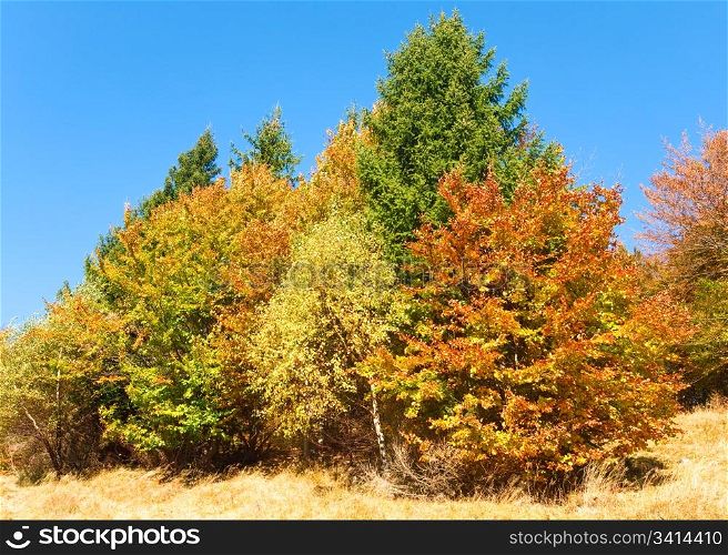 Sunny autumn colorful trees on mountainside (Carpathian, Ukraine)