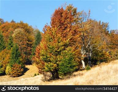 Sunny autumn forest on mountainside (Carpathian, Ukraine)