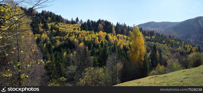 Sunny Autumn Forest on Romanian Mountain