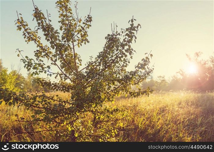 Sunny autumn meadow