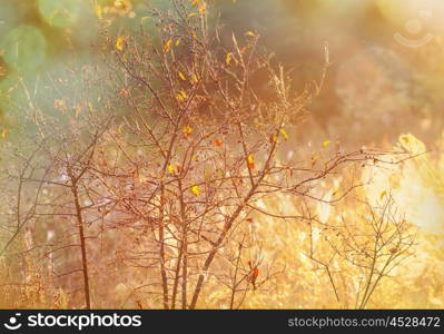 Sunny autumn meadow