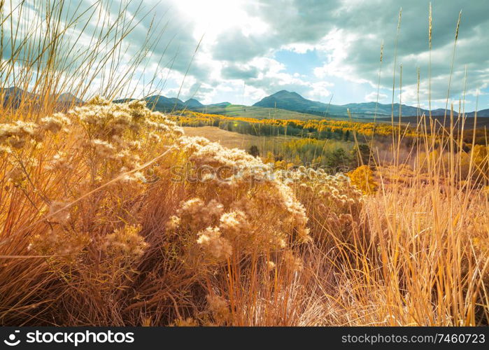 Sunny autumn meadow. Natural background.