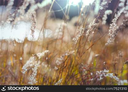 Sunny autumn meadow. Natural background.