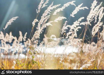 Sunny autumn meadow. Natural background.