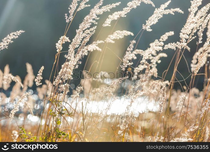 Sunny autumn meadow. Natural background.