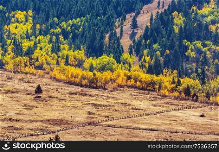 Sunny autumn meadow. Natural background.