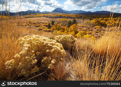 Sunny autumn meadow. Natural background.