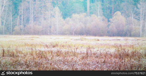 Sunny autumn meadow. Natural background.