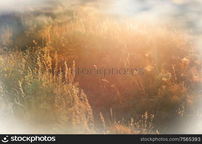 Sunny autumn meadow. Natural background.