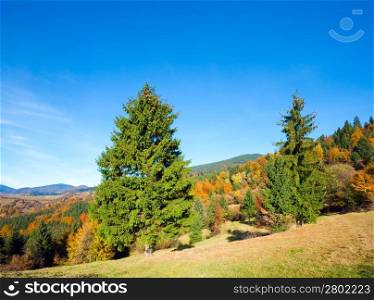 Sunny autumn mountain forest (on mountainside)