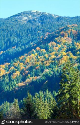 Sunny autumn mountain forest (on mountainside)