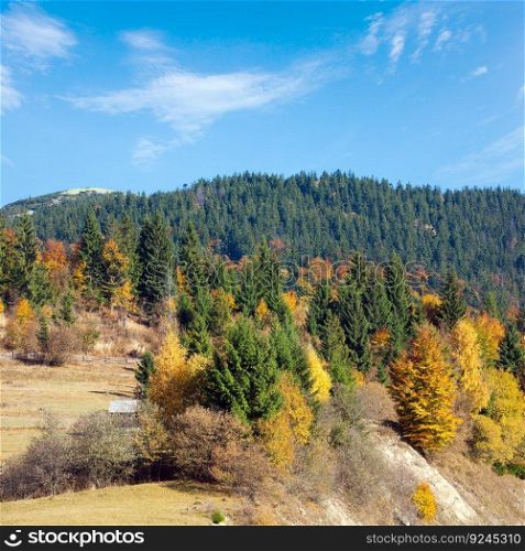 Sunny autumn mountain forest  on mountainside 