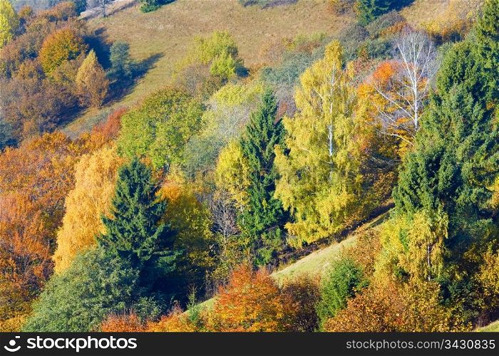 Sunny autumn mountain forest on mountainside (Carpathian, Ukraine)
