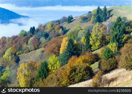 Sunny autumn mountain forest on mountainside(Carpathian, Ukraine)