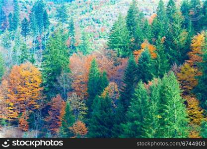 Sunny autumn mountain forest (on mountainside). (Carpathian, Ukraine).