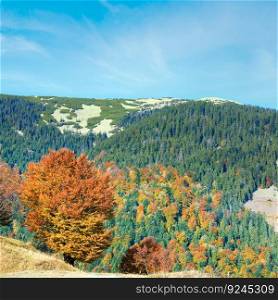 Sunny autumn mountain forest on mountainside, Carpathian, Ukraine
