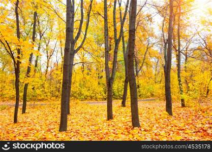 Sunny autumn park with yellow leaves on the trees