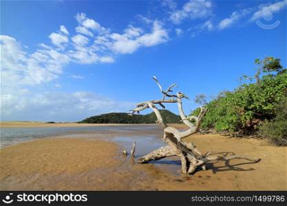 Sunny beach landscape with blue sky, sand and driftwood, South Africa