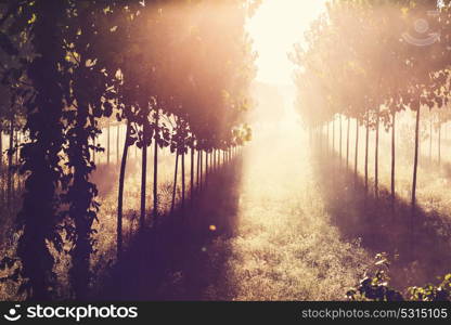 Sunny beams in forest