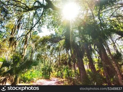 Sunny beams in forest