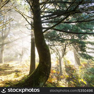 Sunny beams in forest