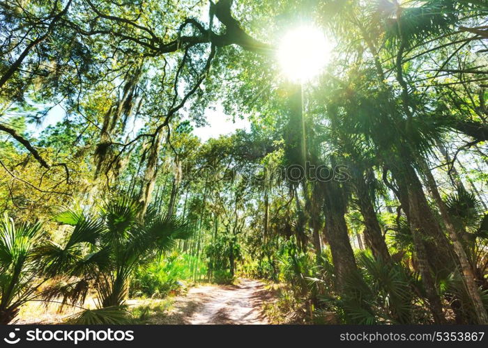 Sunny beams in forest