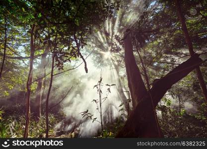 Sunny beams in forest