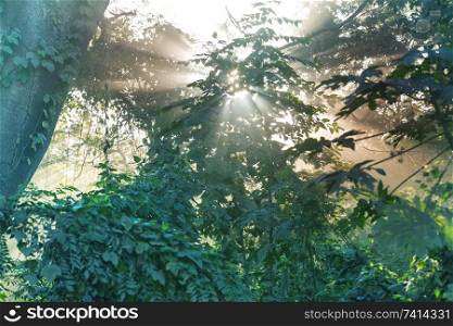 Sunny beams in forest at sunset