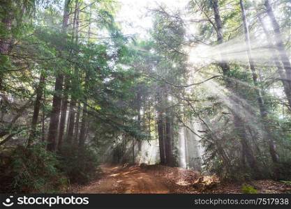 Sunny beams in forest at sunset