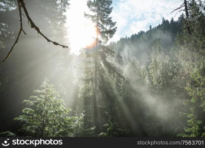 Sunny beams in forest at sunset