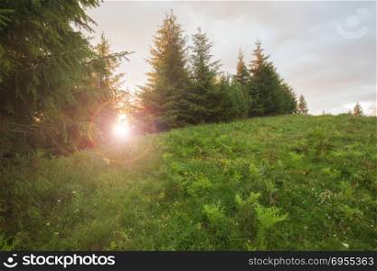 Sunny beams in forest. Sunny beams in green summer forest. Mountain woodland landscape