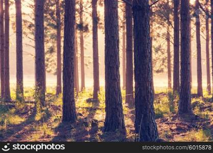 Sunny beams in the forest