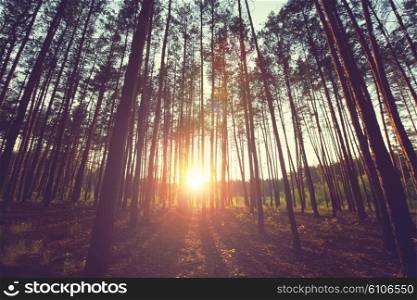 Sunny beams in the forest
