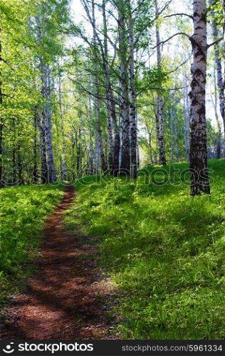 Sunny birch forest at spring