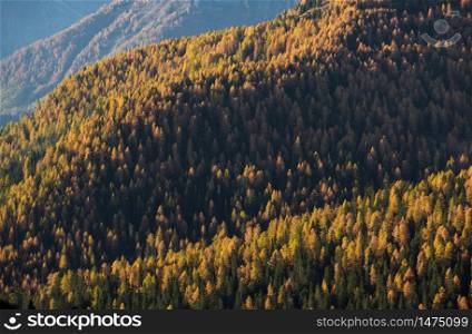 Sunny colorful autumn alpine mountain larch and fir forest scene. Picturesque traveling, seasonal, nature and countryside beauty concept or background scene.
