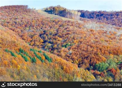Sunny colorful autumn mountain forest (on mountainside)