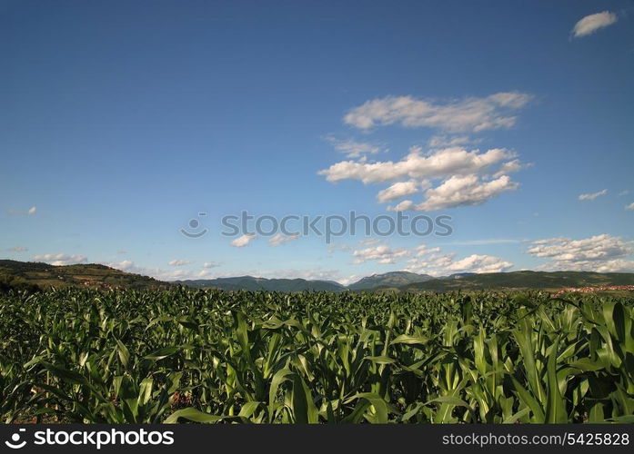 sunny day at field of corn and dramatic sky... (NIKON D80; 6.7.2007; 1/125 at f/8; ISO 100; white balance: Auto; focal length: 18 mm)