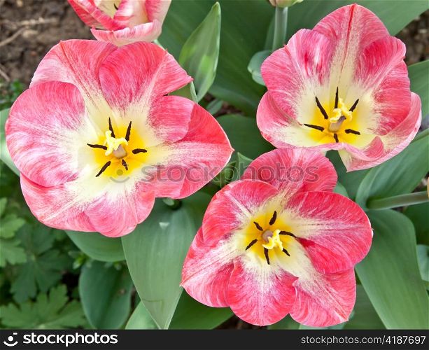 Sunny day: beautiful tulips in a private Italian garden