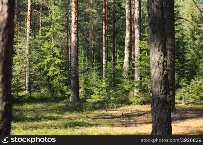 sunny day in a pine forest