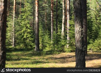 sunny day in a pine forest