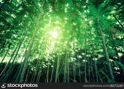 Sunny day in fantasy tropical forest with sun rays shining through dense vegetation of jungle plants
